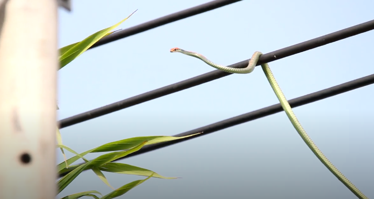 Screenshot 5 2 | Lamianow.gr