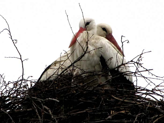 pelargos | Lamianow.gr